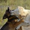 Dogs play with each other. Labrador retriever.