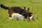 Dogs play with each other. Young Australian Shepherd Dog. Aussie. Merry fuss puppies. Aggressive dog. Training of dogs. Puppies e