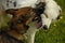 Dogs play with each other. Young Australian Shepherd Dog. Aussie. Merry fuss puppies. Aggressive dog. Training of dogs. Puppies e