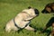 Dogs play with each other. Young pug-dog. Merry fuss puppies. Aggressive dog. Training of dogs. Puppies education, cynology, inte