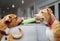 Dogs play tug-of-war with rope in mouth on sofa.