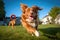 dogs playful expression as it snatches frisbee