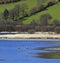 Dogs Playing - Bala Lake - Gwynedd - Wales