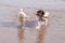 Dogs Playing on Beach with Stick