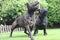 Dogs playing in a garden looking up