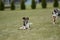 Dogs playing in a green playground on warm spring day