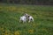 Dogs playing in meadow