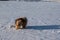 Dogs playing and running in snow. Eurasian, Labradoodle and flatcoated Retriever playing in winter.