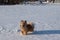 Dogs playing and running in snow. Eurasian, Labradoodle and flatcoated Retriever playing in winter.
