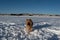 Dogs playing and running in snow. Eurasian, Labradoodle and flatcoated Retriever playing in winter.