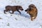 Dogs playing in the snow. The puppy is playing in the snow. Brown flat coated retriever puppy outdoor on the snow in winter