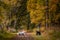 Dogs playing at State Park in Peak Fall Color