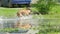 Dogs are playing with a stick in a puddle.