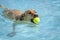 Dogs playing in swimming pool