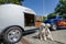 Dogs pose in front of hot-rods at classic car show