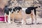 Dogs protected against killing and poisoning in dog shelter in Aqaba, Jordan