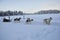 Dogs pulling the sled in the snow in Finnish Lapland, without dogs, it would not be possible to live here