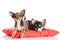 Dogs on red pillow chihuahua isolated on white background