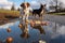 dogs reflection in a puddle with food floating in it