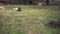 Dogs rest on grass at ruins and grey cat walks about sight