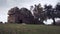 Dogs rest on grass wind shakes large trees by greek ruins