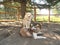 Dogs rest under a tree