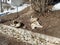 Dogs resting in a city park