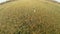 Dogs run across the field through tall grass. aerial view,