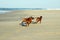 Dogs running on a beach