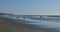 Dogs running on the beach in Southern California