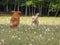 Dogs Running through a field of Dandelions