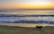 Dogs running happily in front of the sunset beach Mexico