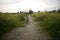 Dogs running through the path in the field with yellow flowers on a gloomy day