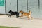 Dogs running, playing, drying their fur in a dog park