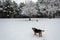 Dogs Running in a Snow Covered Forest