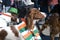 Dogs at Saint Patrick`s Day celebration in Moscow