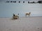 Dogs on the sandy shore