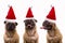 Dogs in Santa Hats