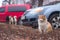 Dogs search sitting cat in the yard, then chasing