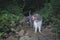 dogs searching for truffles next to a creek