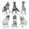 Dogs set,  Bloodhound, Giant schnauzer, Great dane, English mastiff, Standard poodle, Akita, hand drawn doodle sketch