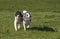 Dogs sharing a stick in countryside