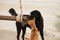 Dogs Sharing Wood Swing on the Beach