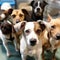 Dogs in shelter. Adoption Campaigns, attention to animals in need of a new home. Veterinary Services, related to pet health and