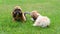 Dogs Shih Tzu on the green lawn.