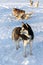 Dogs siberian husky on snow