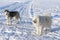 Dogs siberian husky on snow