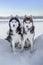 Dogs sit on snowy cliff above coast winter river. Portrait two Siberian husky dogs with blue and yellow eyes, black, white.