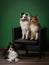 Dogs sits on a couch at home. three sheltie against the background of the wall on the armchair.