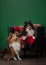 Dogs sits on a couch at home. two sheltie against the background of the wall on the armchair.